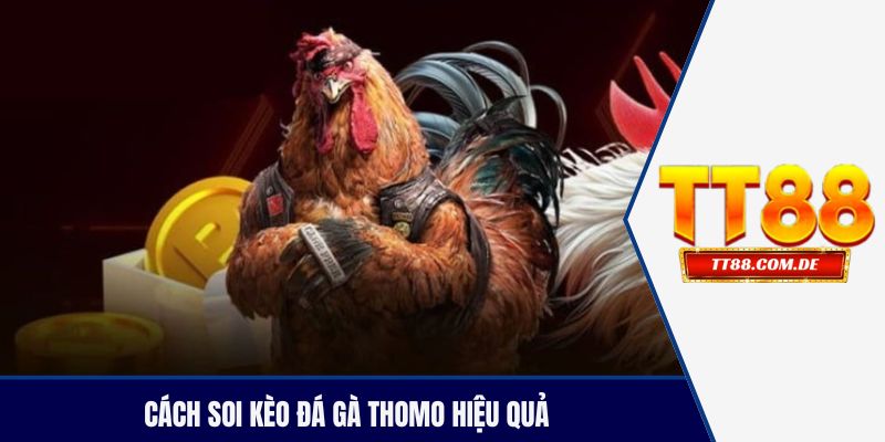 Cách soi kèo đá gà thomo hiệu quả tại TT88 no hu